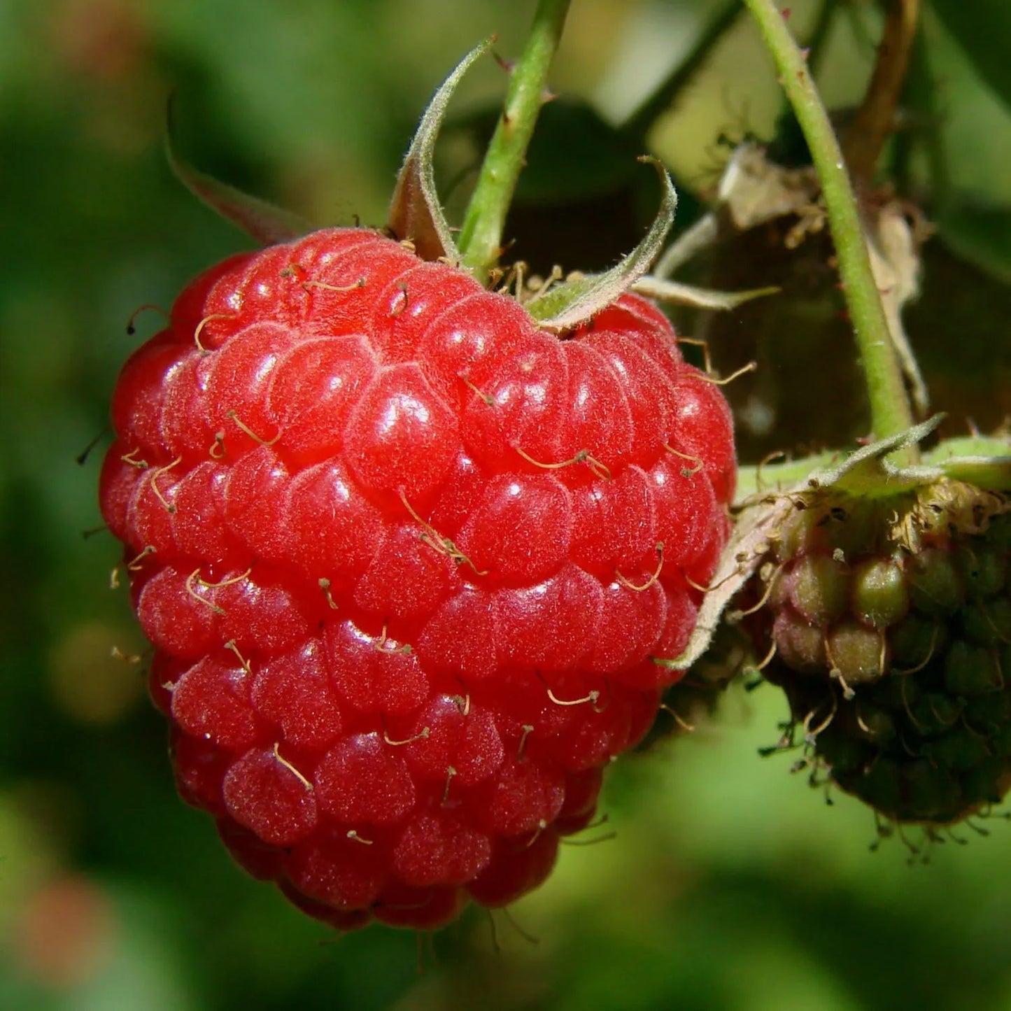 Giant Raspberry Seeds -92% Germinationš±