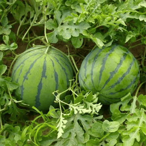🍉 100PCS Heirloom Non-GMO Watermelon Seeds – Easy-Grow “Lazy Man” Variety, Sweet & Nutritious, Replant Every Year🌱