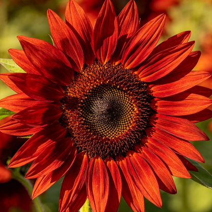 🌻🎈Velvet Queen Sunflower Seeds - Big Red Blooms