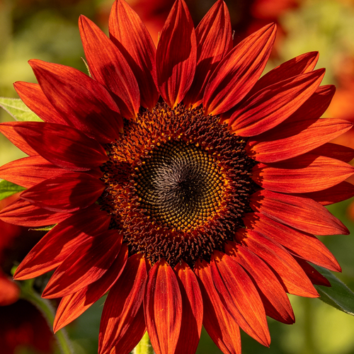 🌻🎈Velvet Queen Sunflower Seeds - Big Red Blooms
