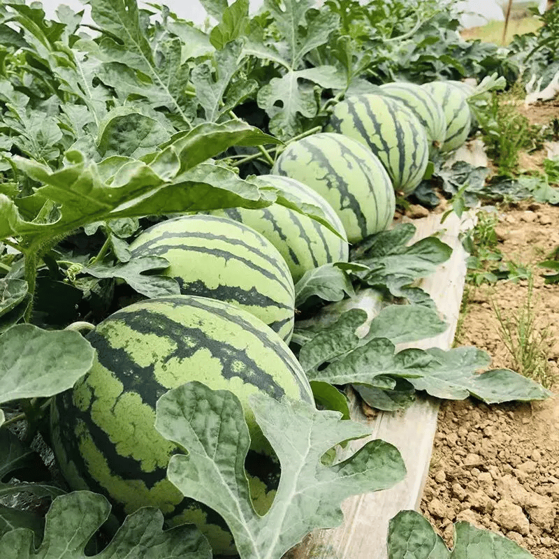 🍉 100PCS Heirloom Non-GMO Watermelon Seeds – Easy-Grow “Lazy Man” Variety, Sweet & Nutritious, Replant Every Year🌱