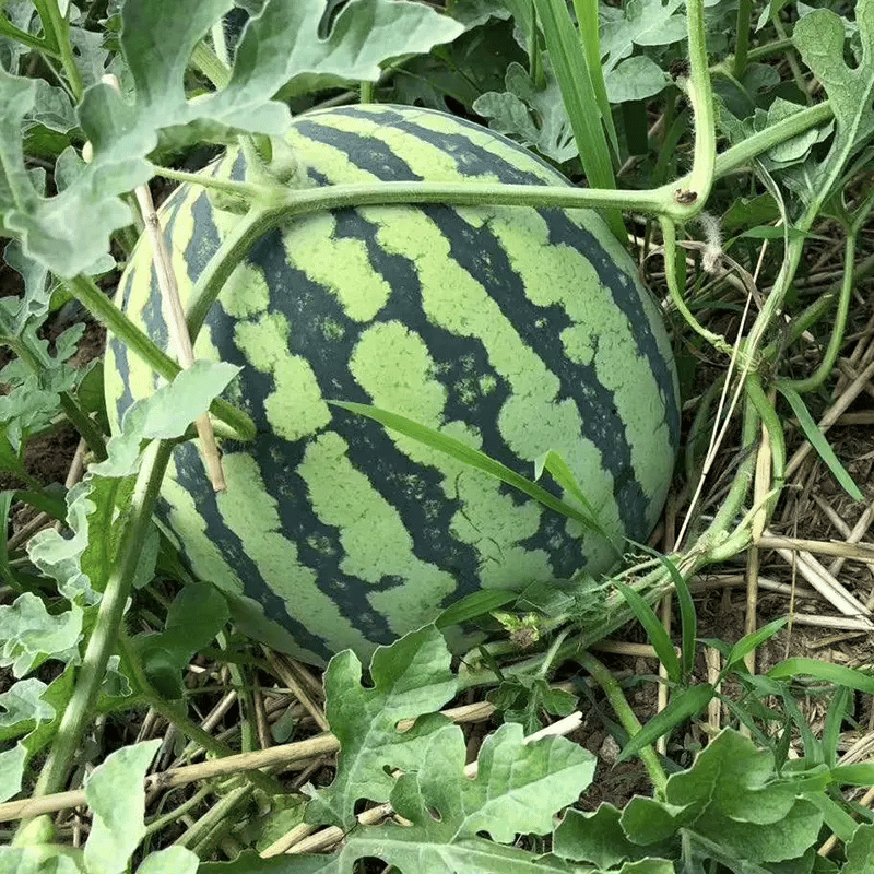 🍉 100PCS Heirloom Non-GMO Watermelon Seeds – Easy-Grow “Lazy Man” Variety, Sweet & Nutritious, Replant Every Year🌱