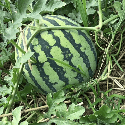 🍉 100PCS Heirloom Non-GMO Watermelon Seeds – Easy-Grow “Lazy Man” Variety, Sweet & Nutritious, Replant Every Year🌱