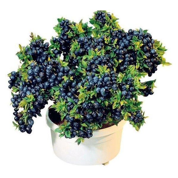Giant Blueberry Fruit Seeds (100 Seeds a Pack)