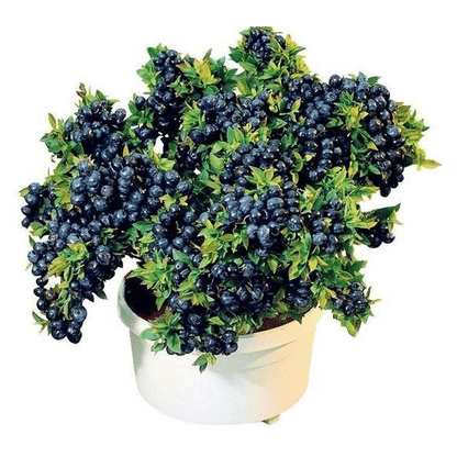 Giant Blueberry Fruit Seeds (100 Seeds a Pack)