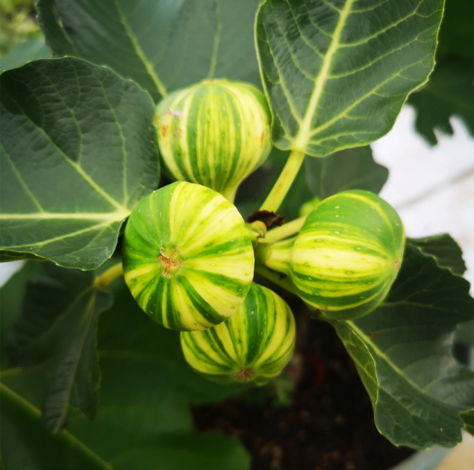 Rainbow Fig Seeds