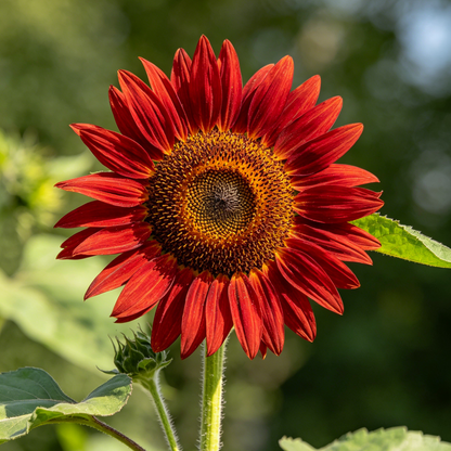 🌻🎈Velvet Queen Sunflower Seeds - Big Red Blooms
