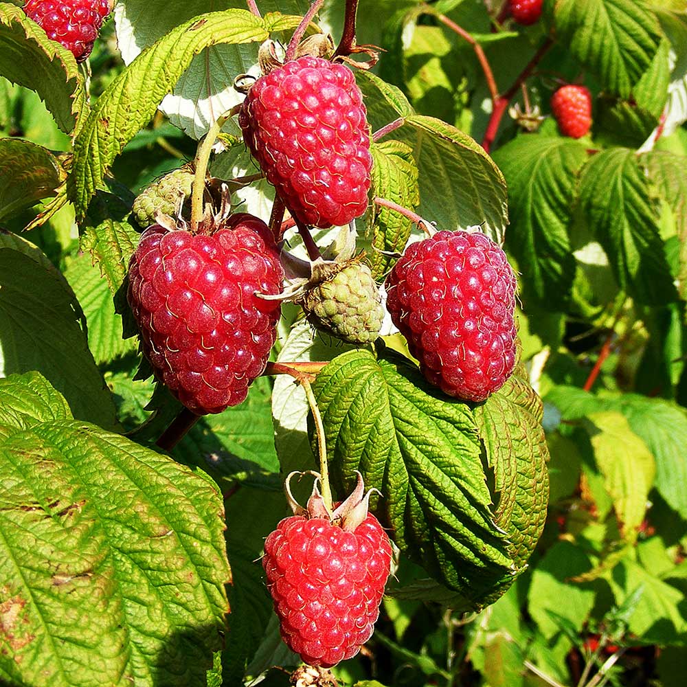 Giant Raspberry Seeds -92% Germination🌱