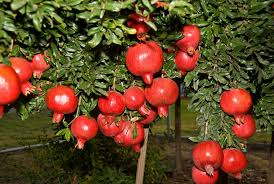 Four Fresh Red Fruit MIxed Seeds