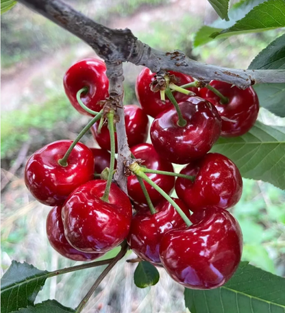 Cherry Seeds