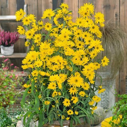 SUNFLOWER SEEDS - MAXIMILIAN