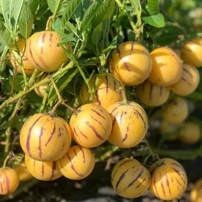 🍈Pepino Seeds Ginseng Fruit Seeds