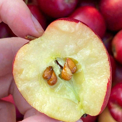 Xantolis Stenosepala Mini Apple Seeds