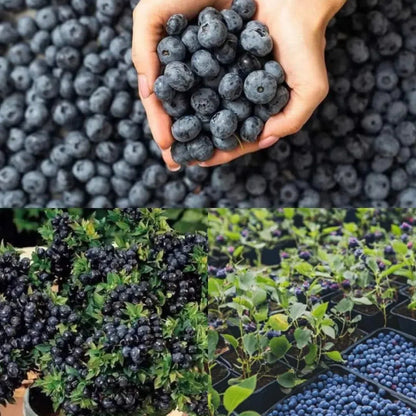 Giant Blueberry Fruit Seeds (100 Seeds a Pack)