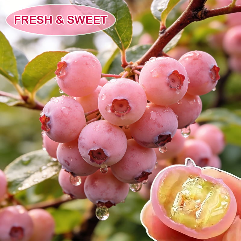 Giant Blueberry Fruit Seeds (100 Seeds a Pack)