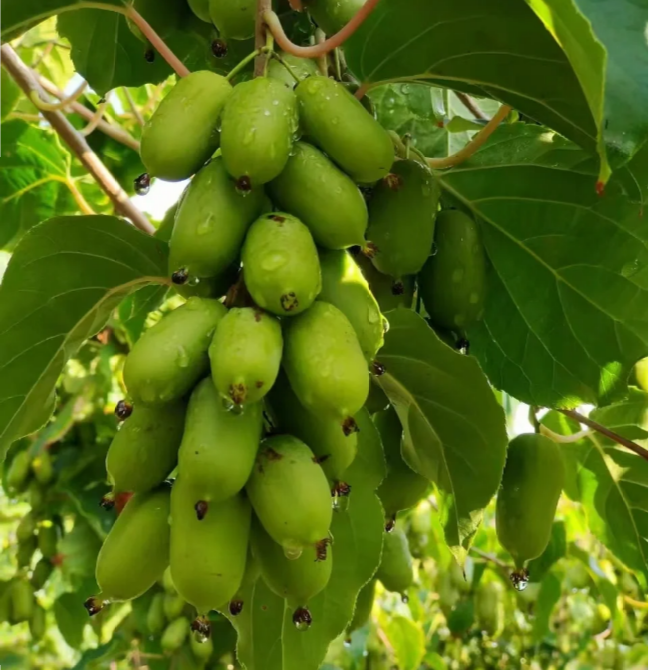 Soft Date Kiwi Seeds
