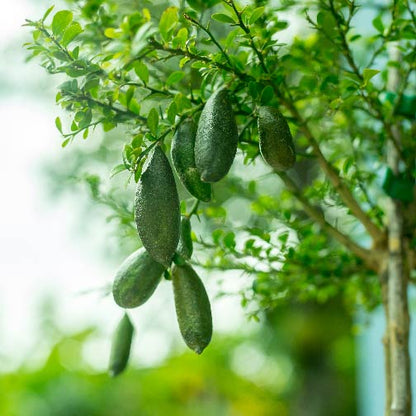 Finger Lime Seeds Lemon Caviar Seeds