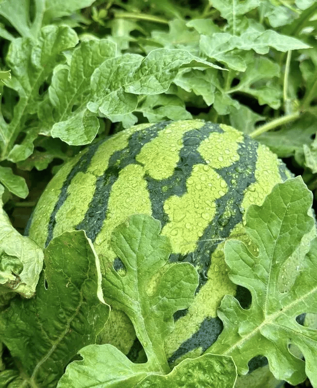 🍉 100PCS Heirloom Non-GMO Watermelon Seeds – Easy-Grow “Lazy Man” Variety, Sweet & Nutritious, Replant Every Year🌱