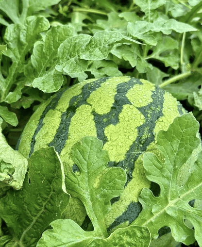 🍉 100PCS Heirloom Non-GMO Watermelon Seeds – Easy-Grow “Lazy Man” Variety, Sweet & Nutritious, Replant Every Year🌱