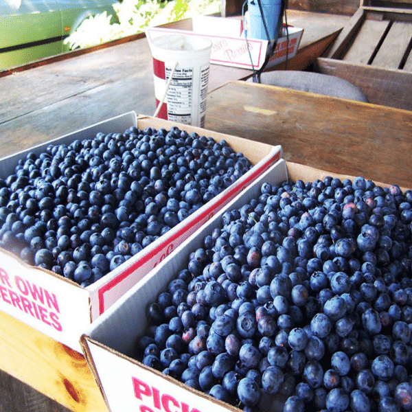 Giant Blueberry Fruit Seeds (100 Seeds a Pack)