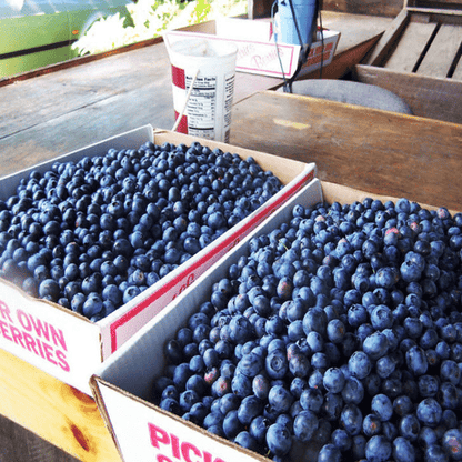 Giant Blueberry Fruit Seeds (100 Seeds a Pack)