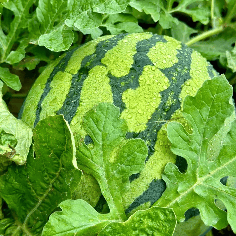 🍉 100PCS Heirloom Non-GMO Watermelon Seeds – Easy-Grow “Lazy Man” Variety, Sweet & Nutritious, Replant Every Year🌱