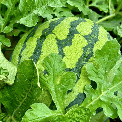 🍉 100PCS Heirloom Non-GMO Watermelon Seeds – Easy-Grow “Lazy Man” Variety, Sweet & Nutritious, Replant Every Year🌱