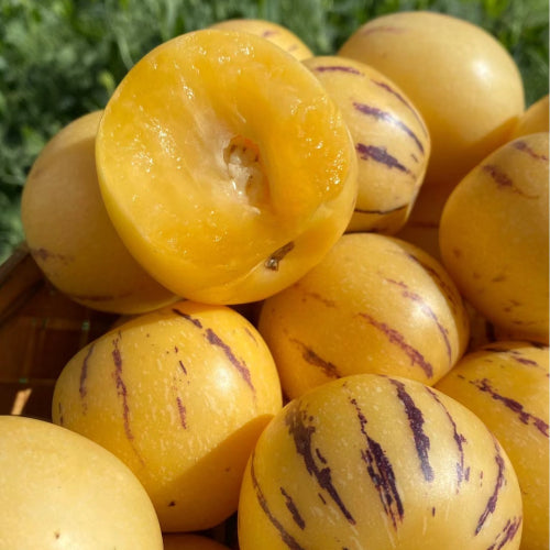 🍈Pepino Seeds Ginseng Fruit Seeds