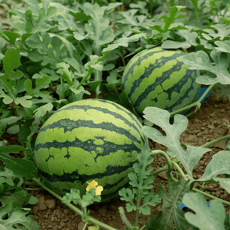 🍉 100PCS Heirloom Non-GMO Watermelon Seeds – Easy-Grow “Lazy Man” Variety, Sweet & Nutritious, Replant Every Year🌱