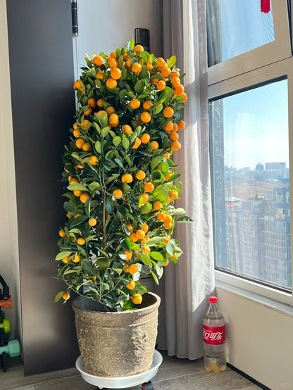 Kumquat Tree Seeds