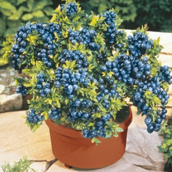 Giant Blueberry Fruit Seeds (100 Seeds a Pack)