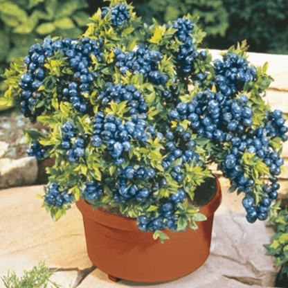 Giant Blueberry Fruit Seeds (100 Seeds a Pack)