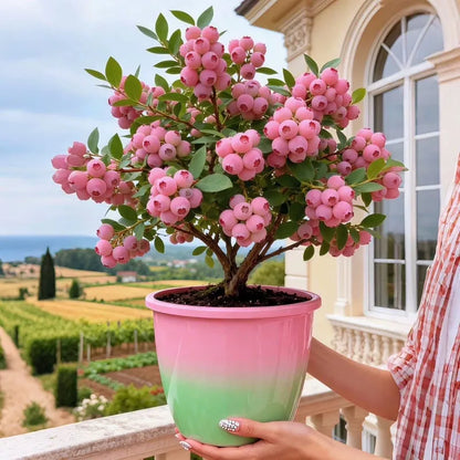 Giant Blueberry Fruit Seeds (100 Seeds a Pack)