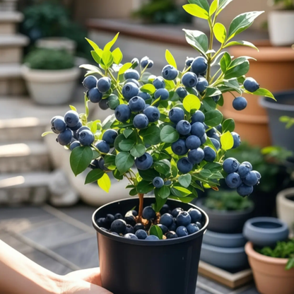 Giant Blueberry Fruit Seeds (100 Seeds a Pack)