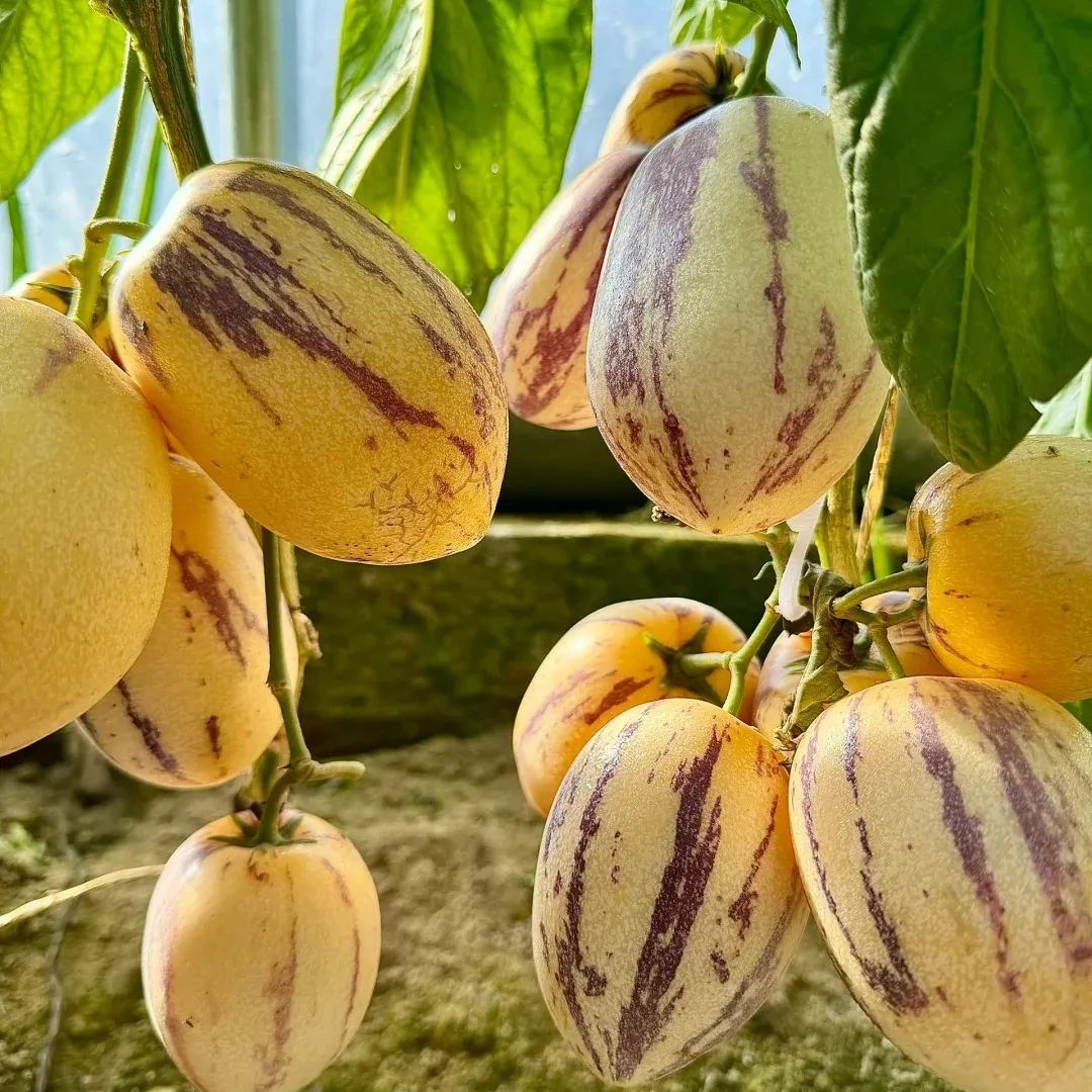 🍈Pepino Seeds Ginseng Fruit Seeds